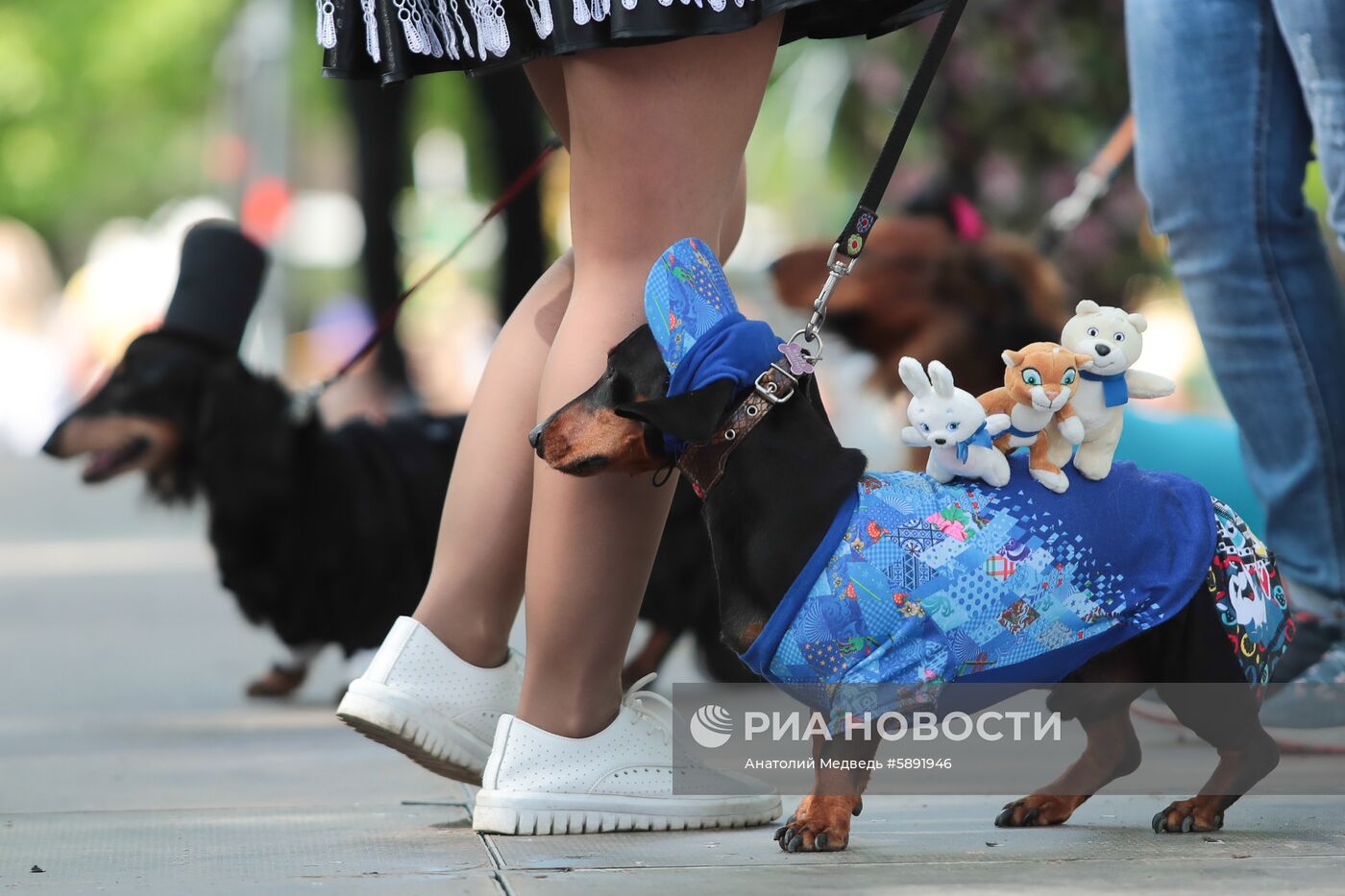 "Такс парад" в Санкт-Петербурге