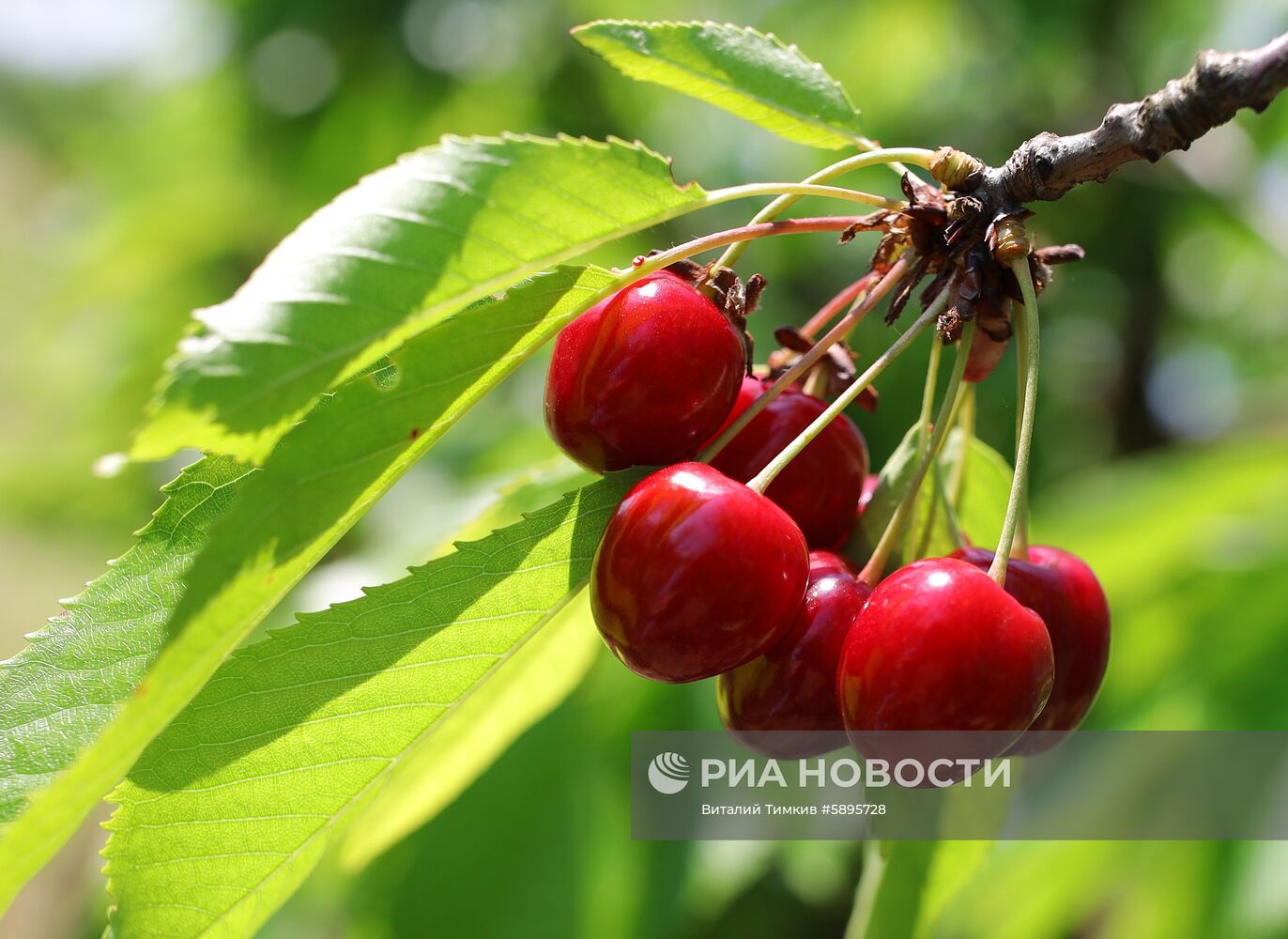 Сбор урожая черешни и вишни в Краснодарском крае 