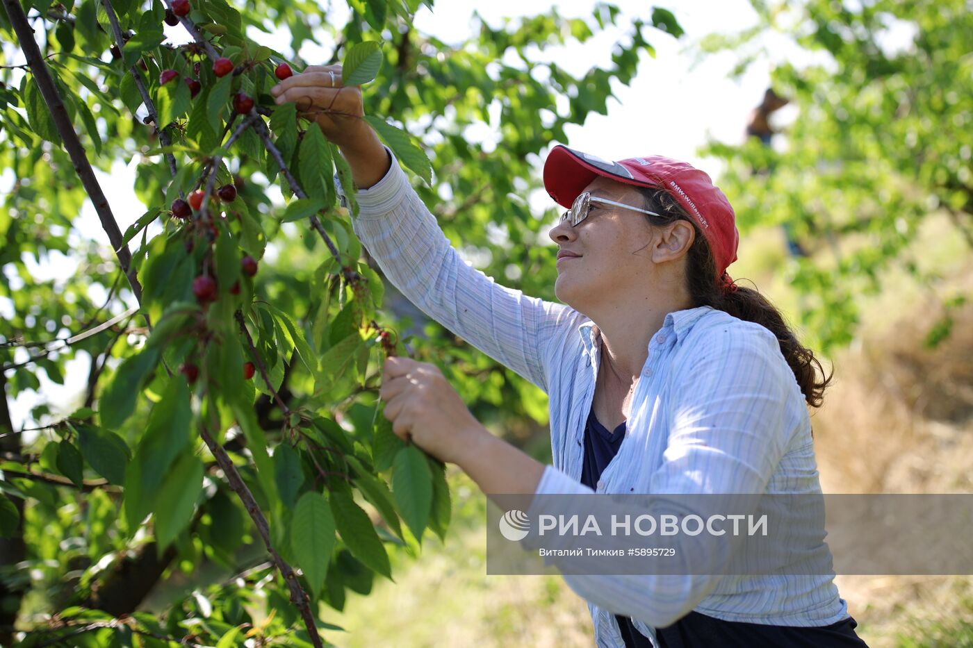 Сбор урожая черешни и вишни в Краснодарском крае