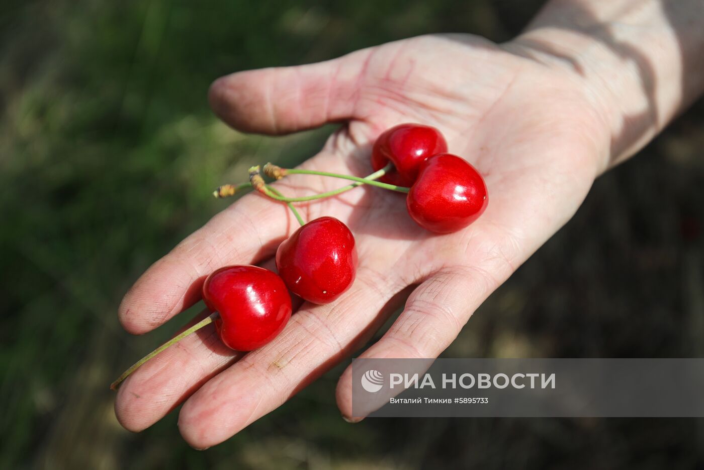 Сбор урожая черешни и вишни в Краснодарском крае