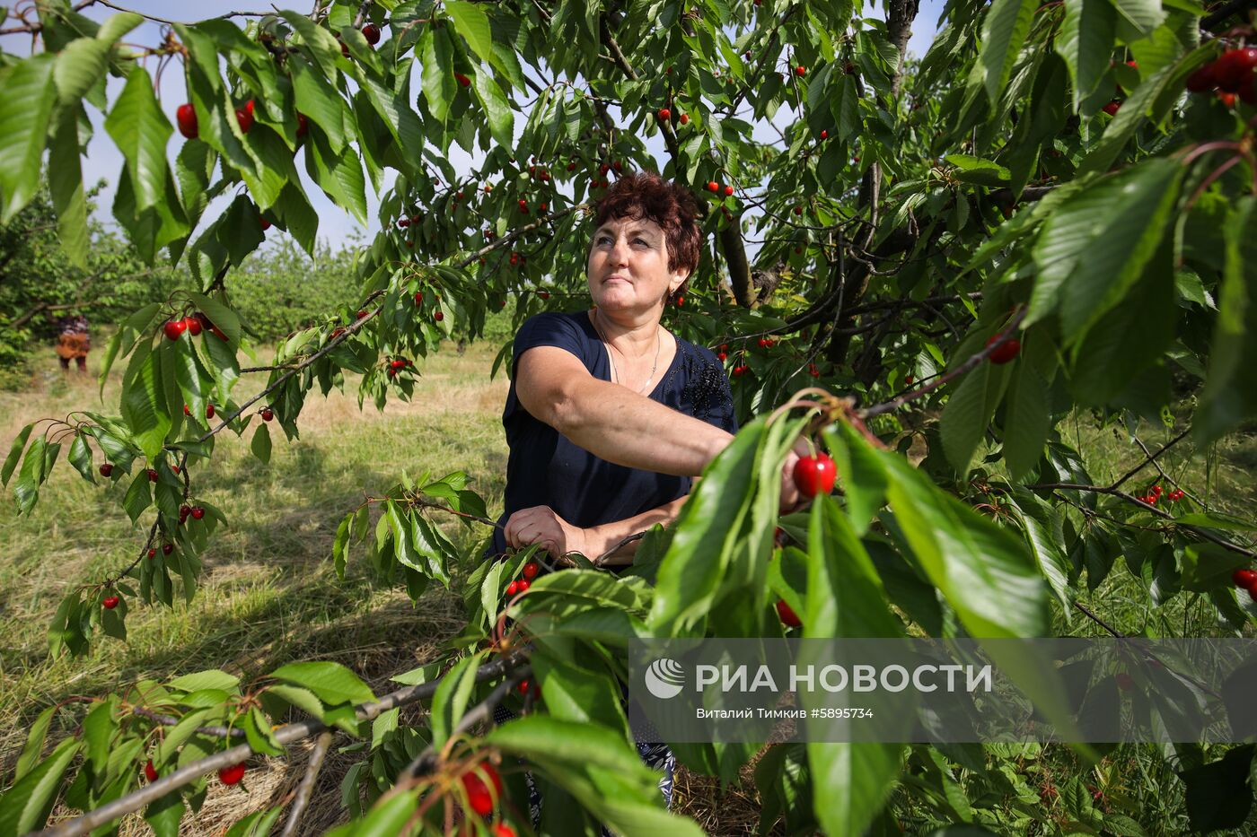 Сбор урожая черешни и вишни в Краснодарском крае