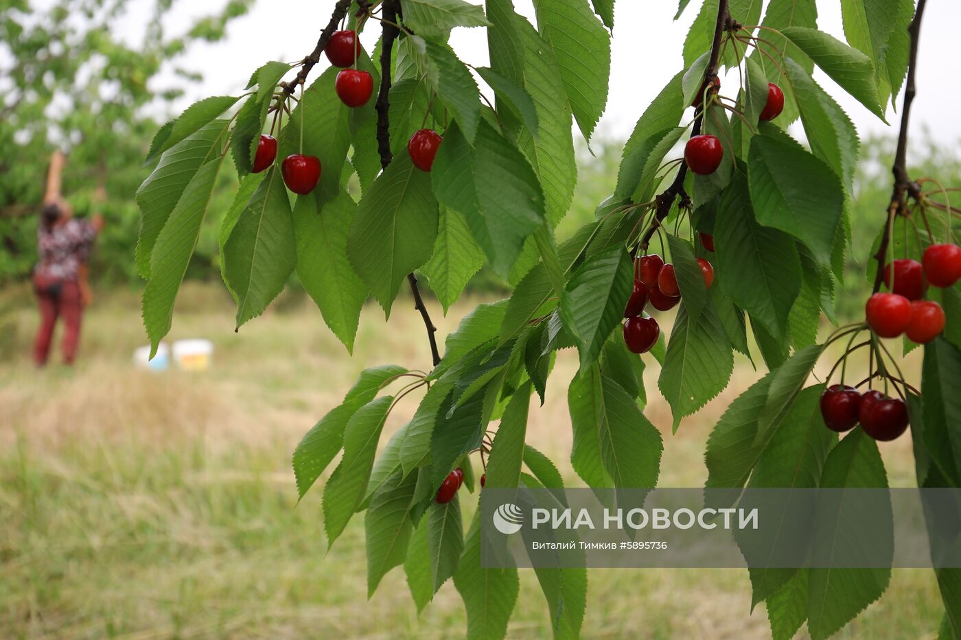 Сбор урожая черешни и вишни в Краснодарском крае