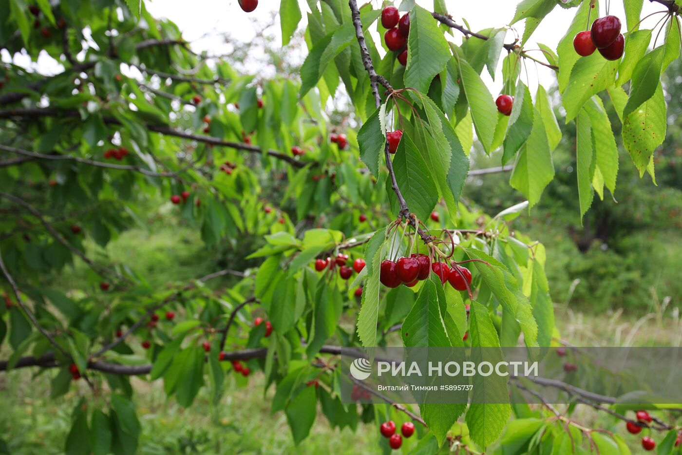 Сбор урожая черешни и вишни в Краснодарском крае