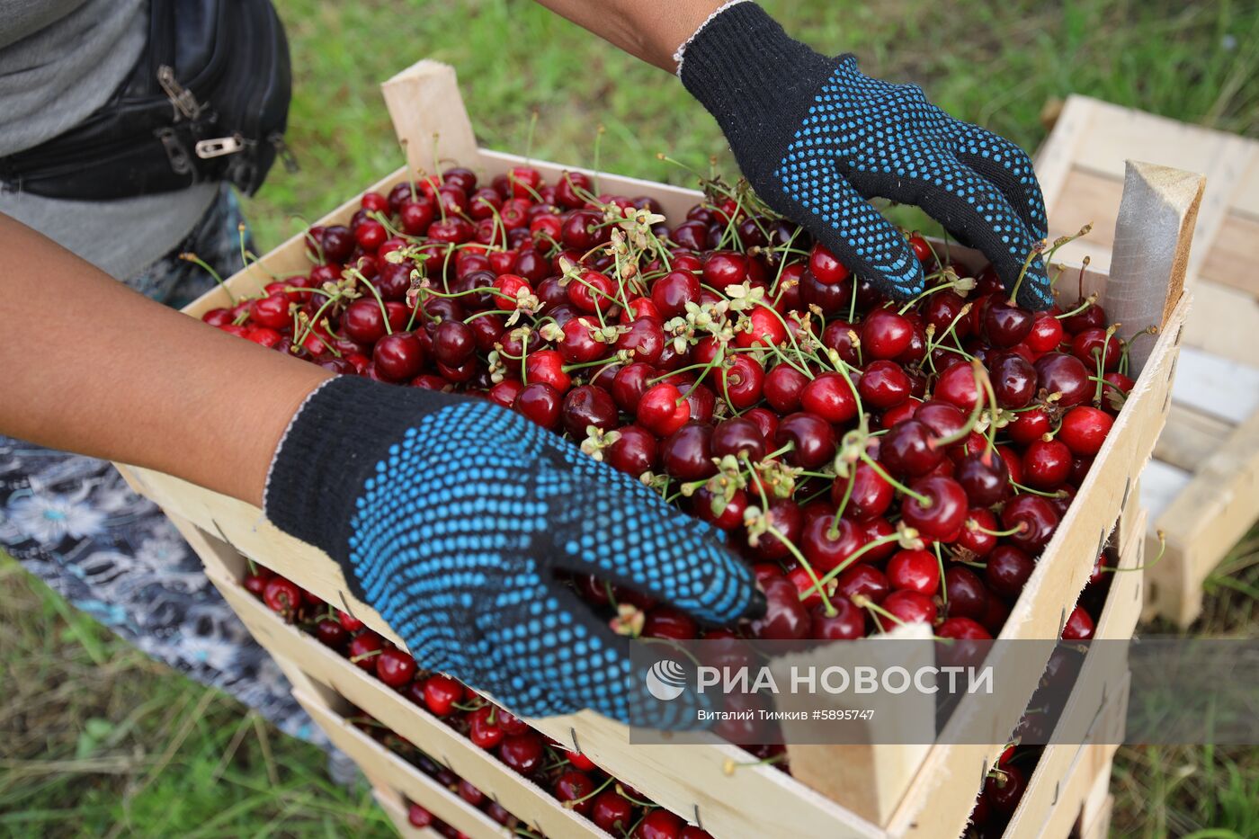 Сбор урожая черешни и вишни в Краснодарском крае