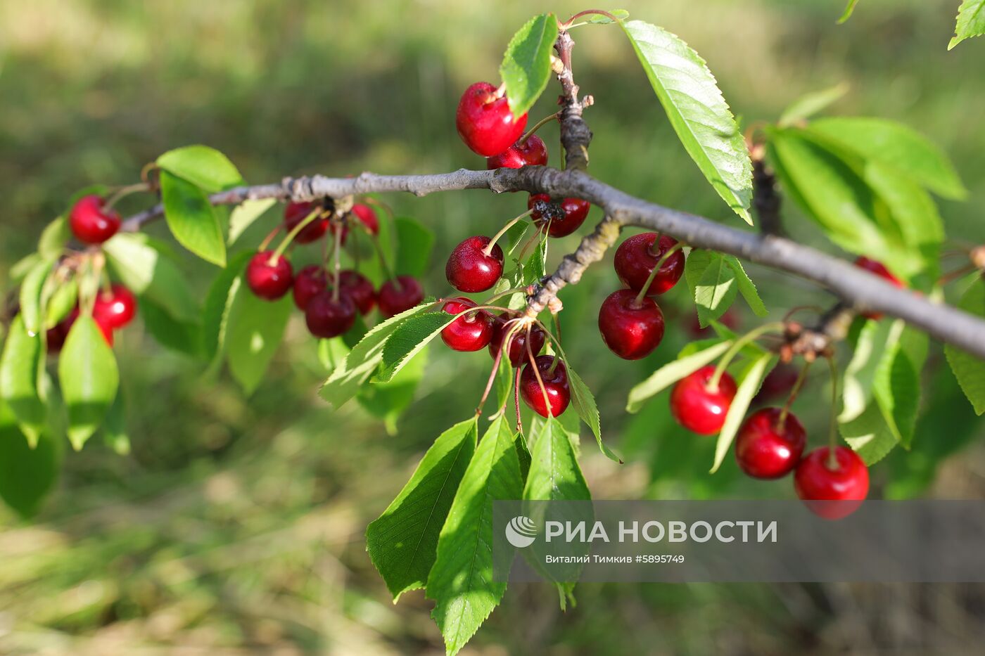 Сбор урожая черешни и вишни в Краснодарском крае