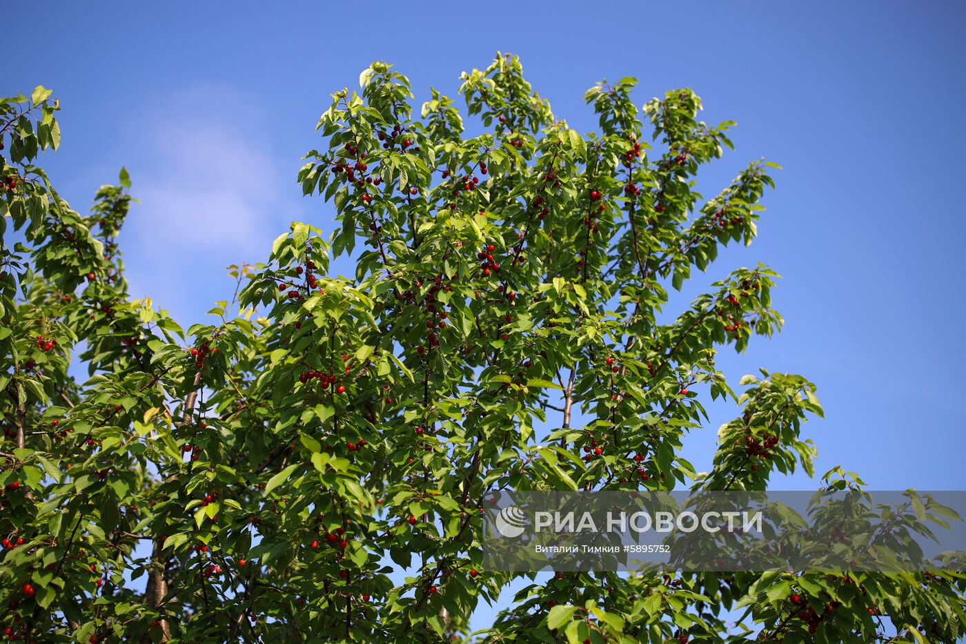 Сбор урожая черешни и вишни в Краснодарском крае