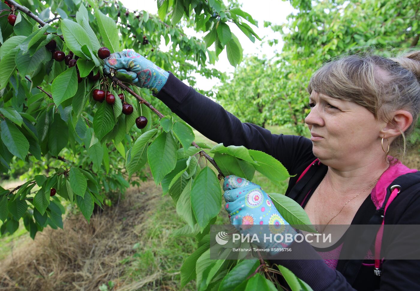 Сбор урожая черешни и вишни в Краснодарском крае