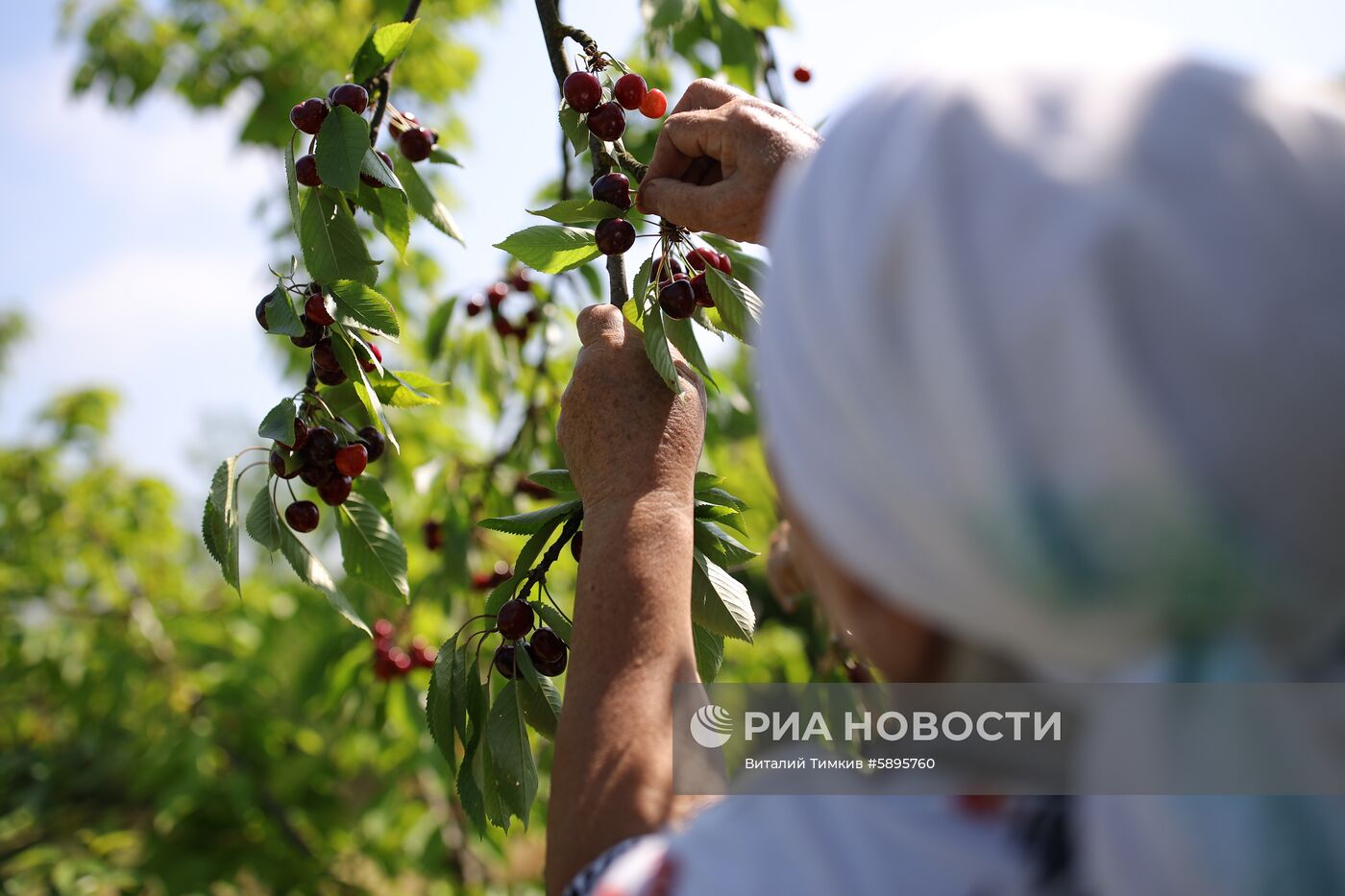 Сбор урожая черешни и вишни в Краснодарском крае