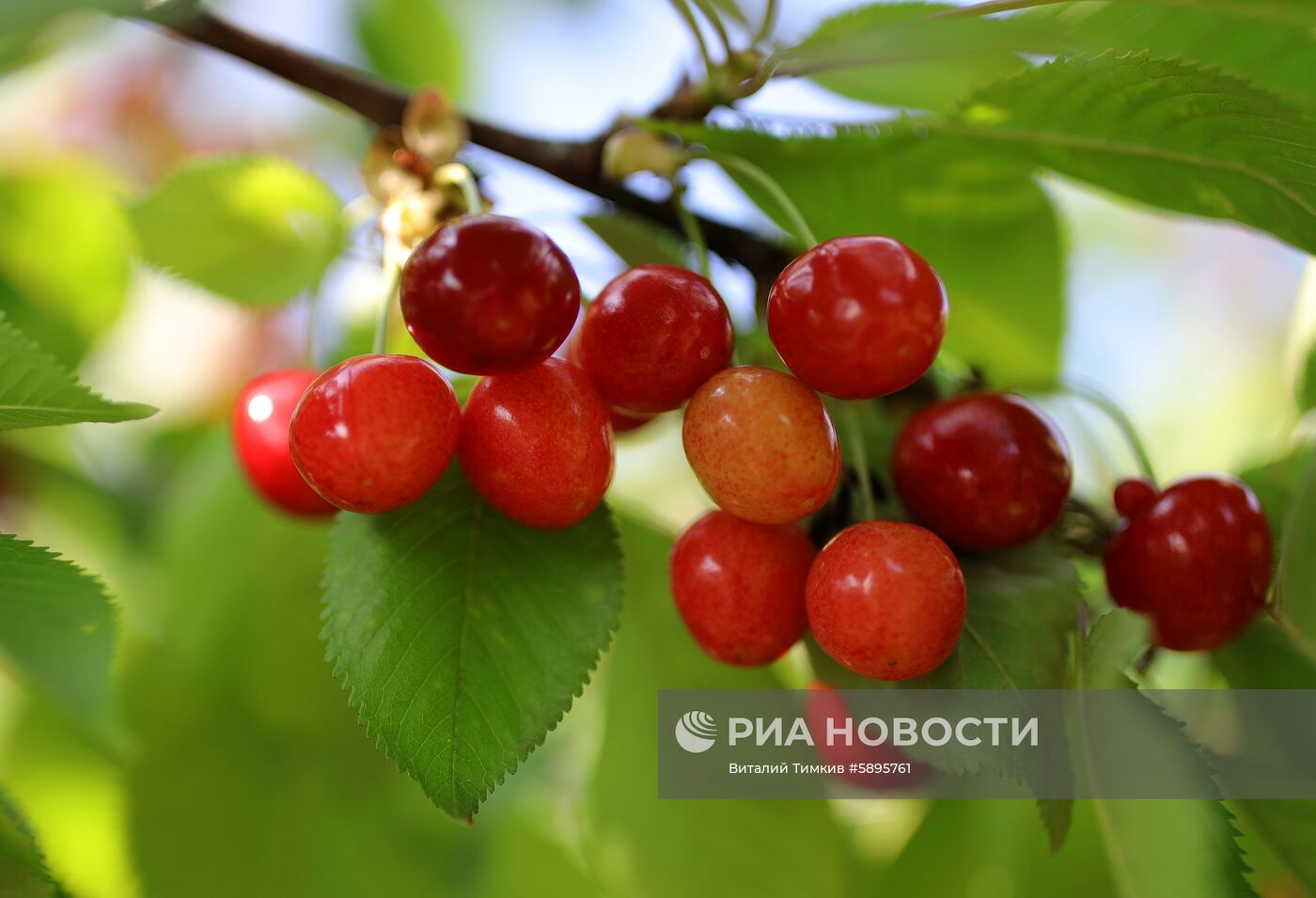 Сбор урожая черешни и вишни в Краснодарском крае