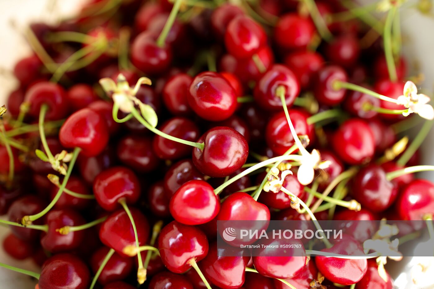 Сбор урожая черешни и вишни в Краснодарском крае