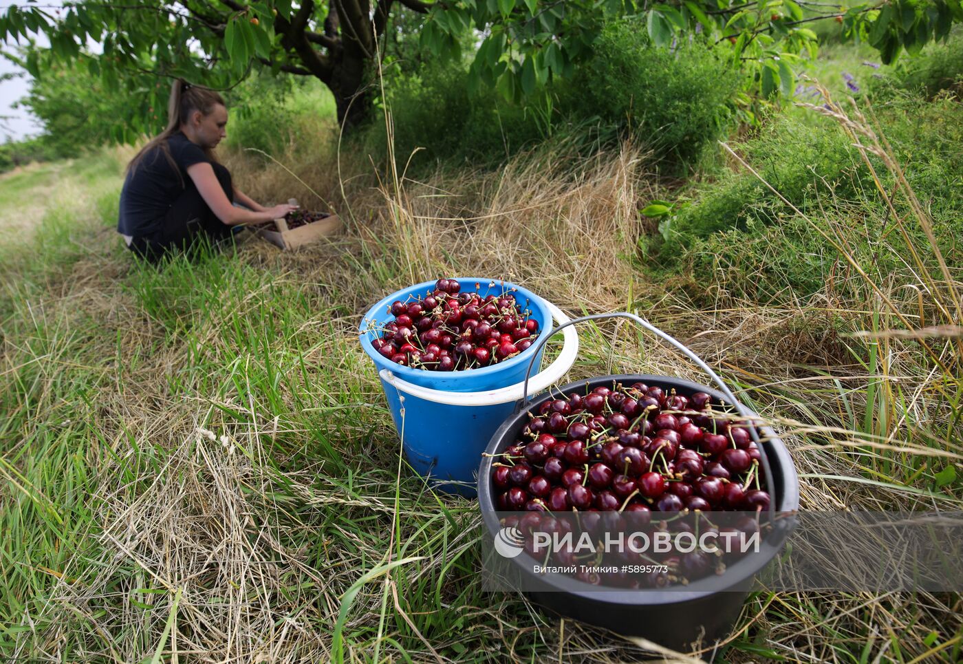 Сбор урожая черешни и вишни в Краснодарском крае