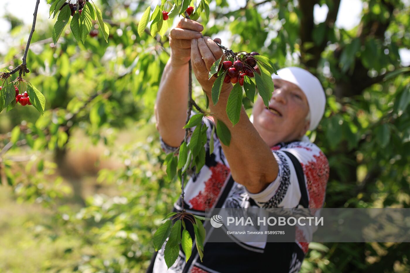 Сбор урожая черешни и вишни в Краснодарском крае