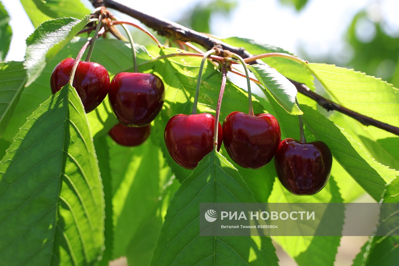 Сбор урожая черешни и вишни в Краснодарском крае