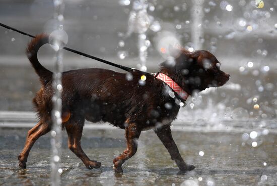 Жара в Москве