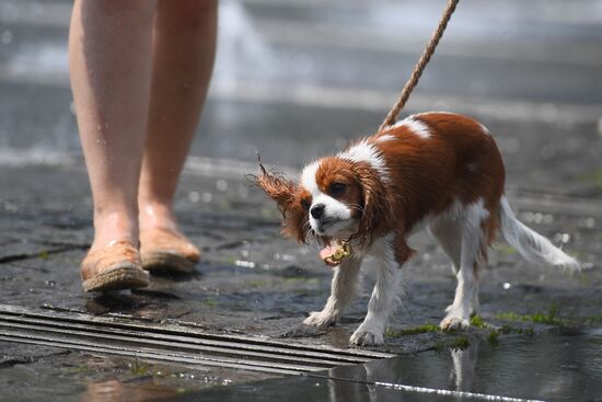 Жара в Москве