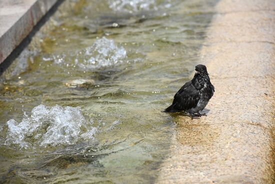 Жара в Москве