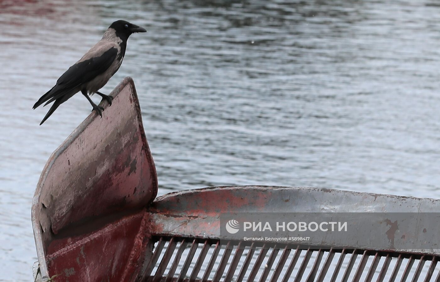 Ворона на старом судне на Москве-реке