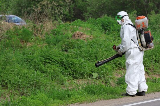 Уничтожение борщевика в Подмосковье 