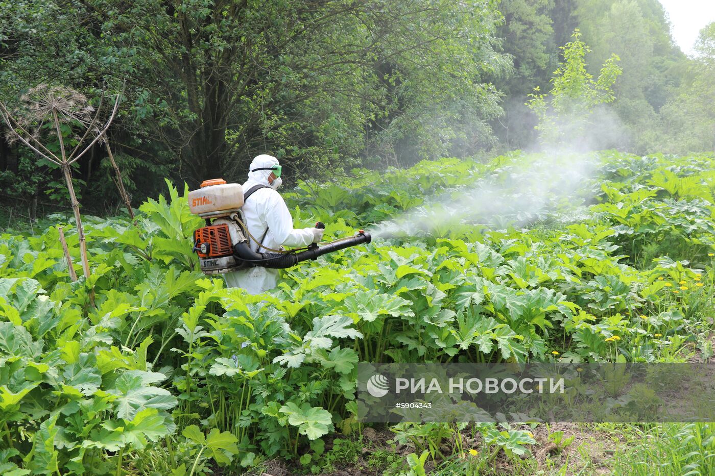 Уничтожение борщевика в Подмосковье