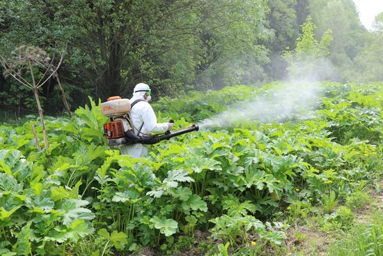 Уничтожение борщевика в Подмосковье 