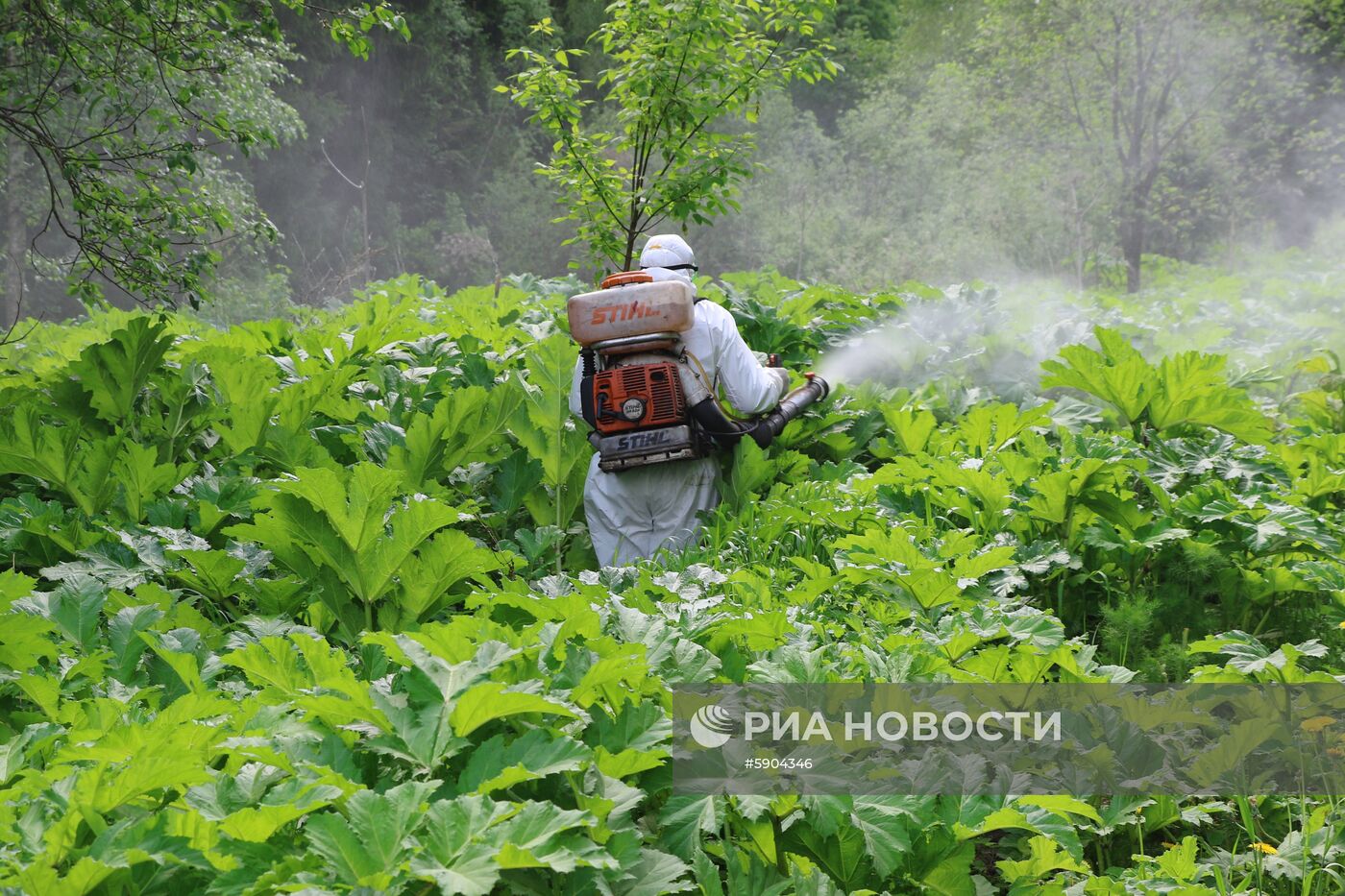 Уничтожение борщевика в Подмосковье 