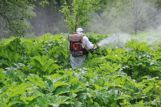 Уничтожение борщевика в Подмосковье 