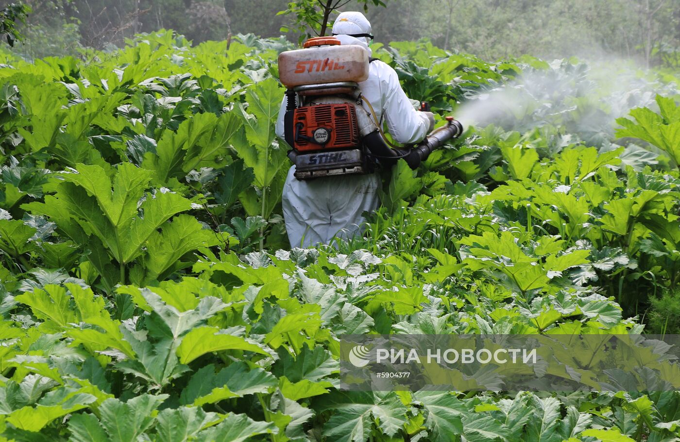 Уничтожение борщевика в Подмосковье 