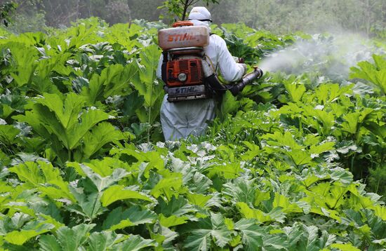 Уничтожение борщевика в Подмосковье 