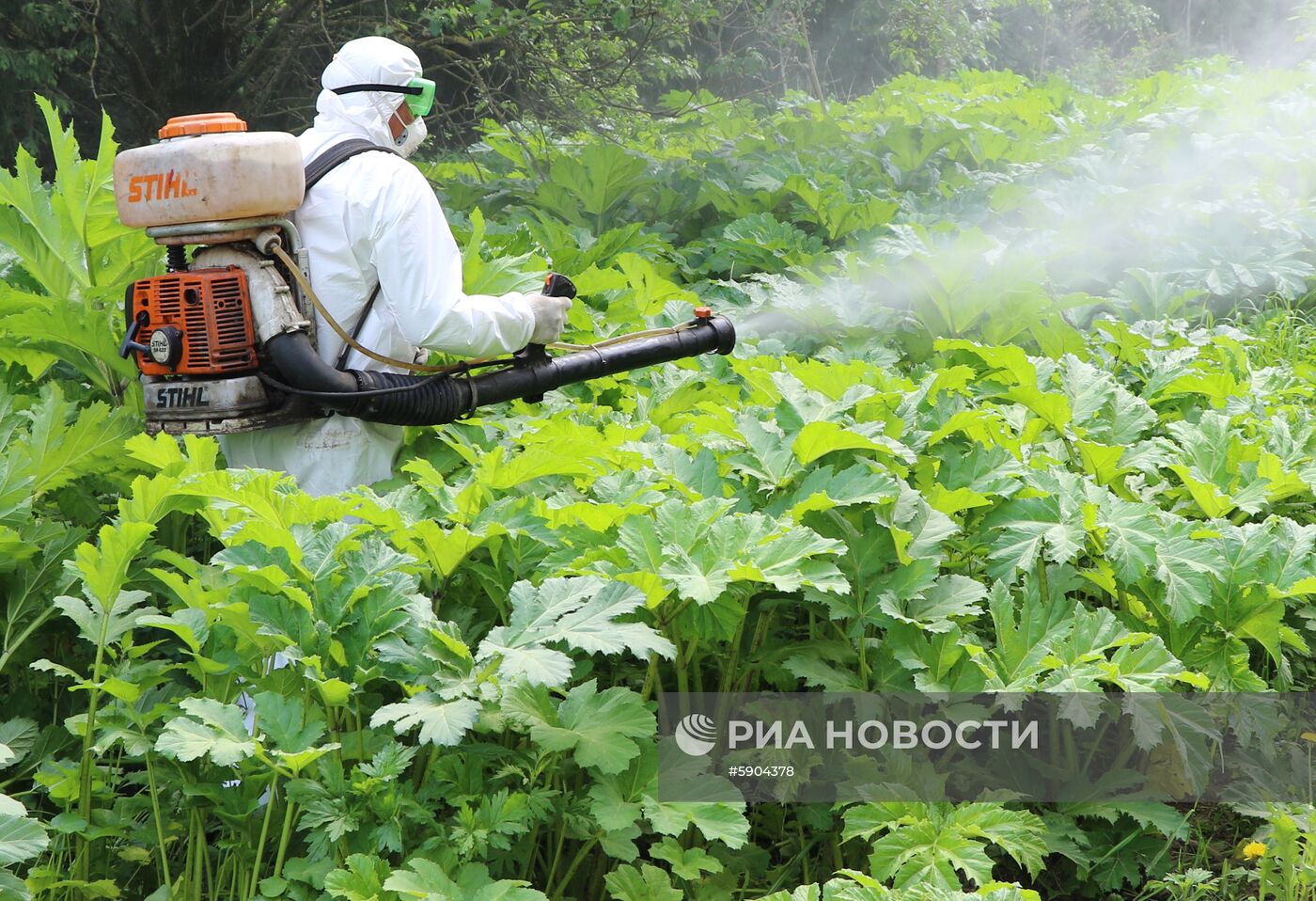 Уничтожение борщевика в Подмосковье 