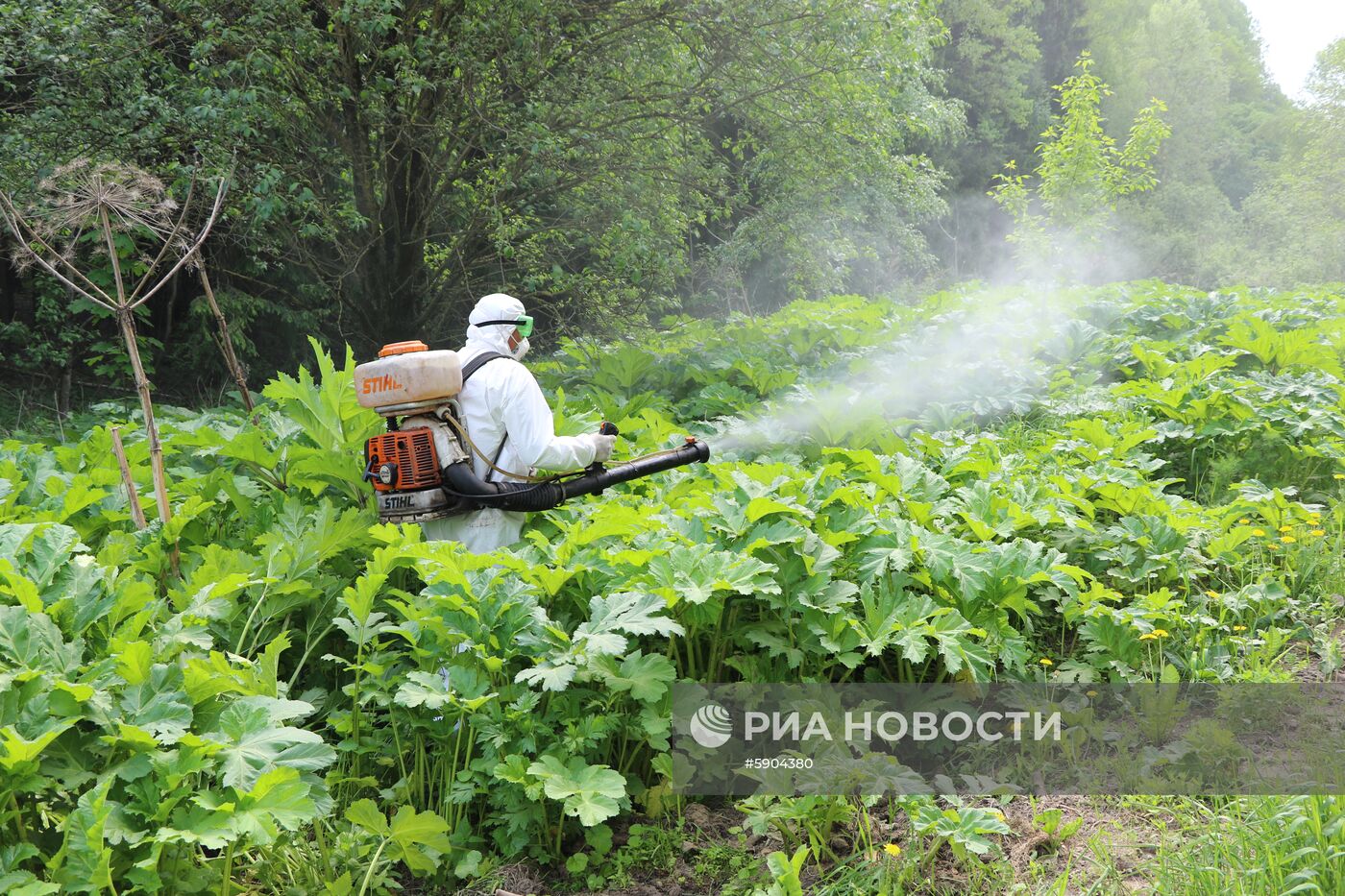 Уничтожение борщевика в Подмосковье 