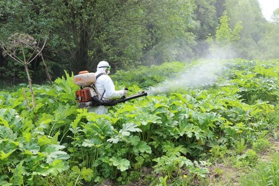 Уничтожение борщевика в Подмосковье 