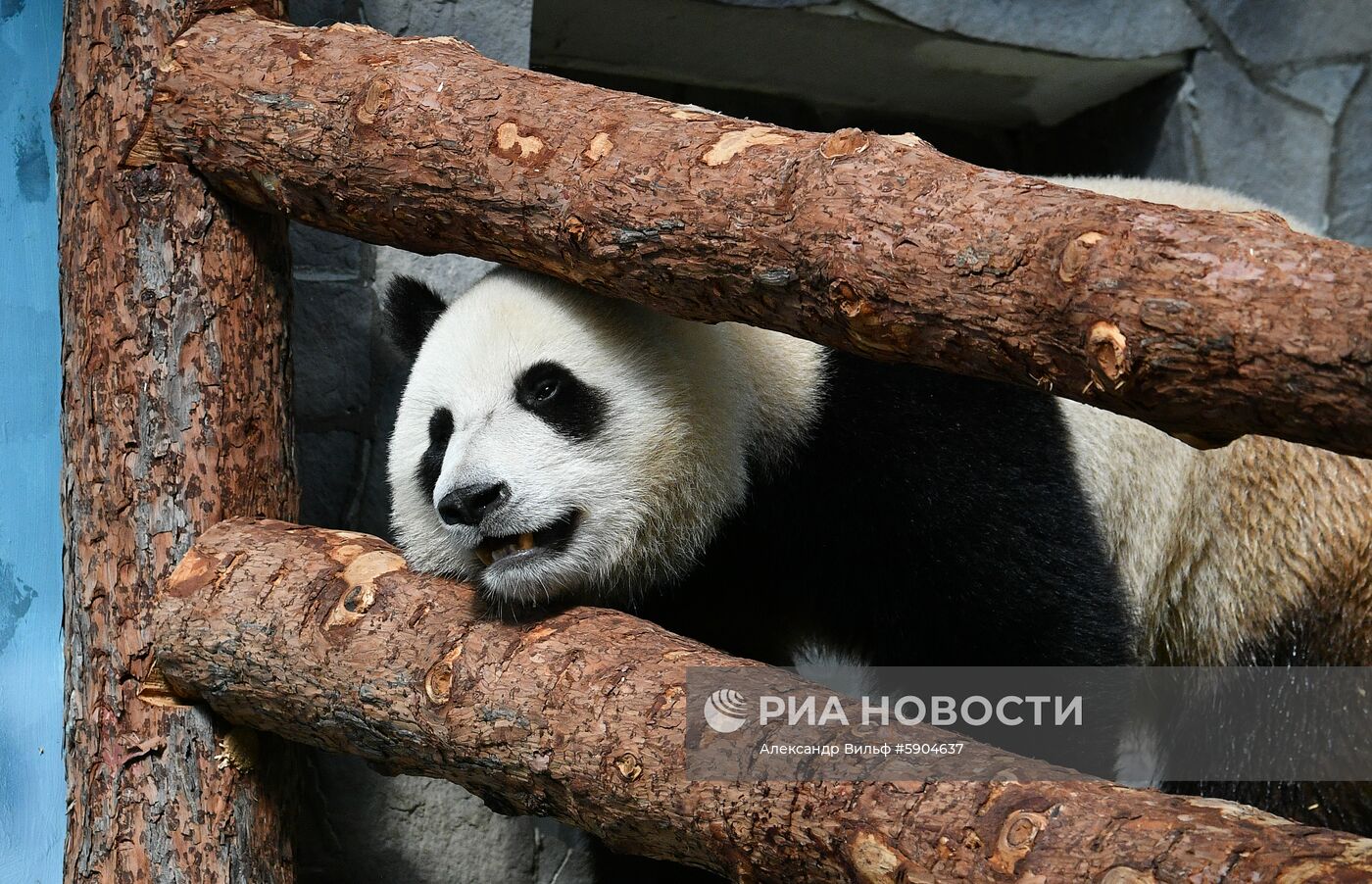 Панды в Московском зоопарке