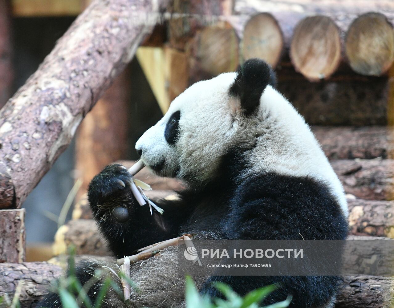 Мероприятия с участием президента РФ В. Путина в рамках государственного визита в РФ председателя КНР Си Цзиньпина