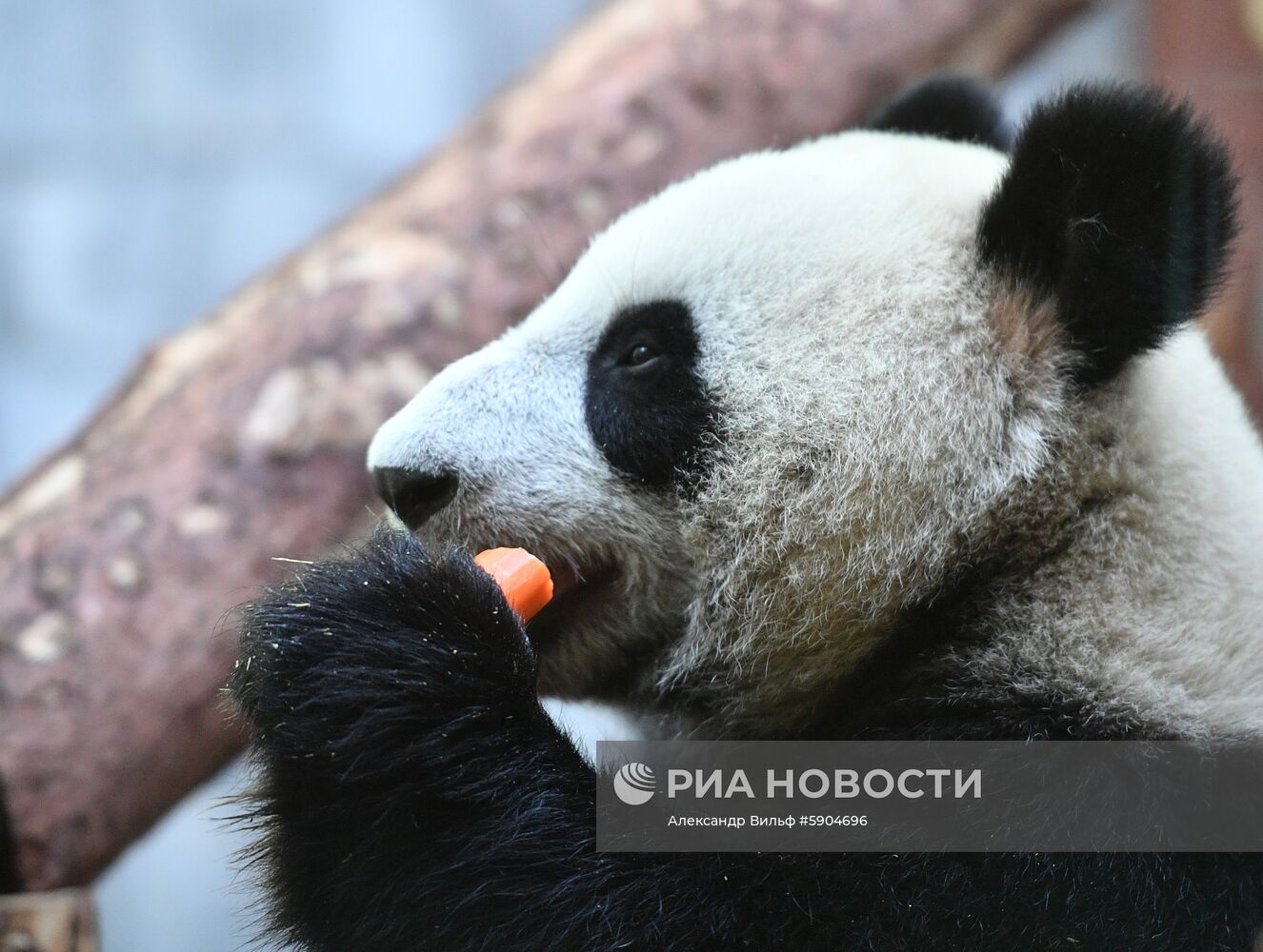 Мероприятия с участием президента РФ В. Путина в рамках государственного визита в РФ председателя КНР Си Цзиньпина