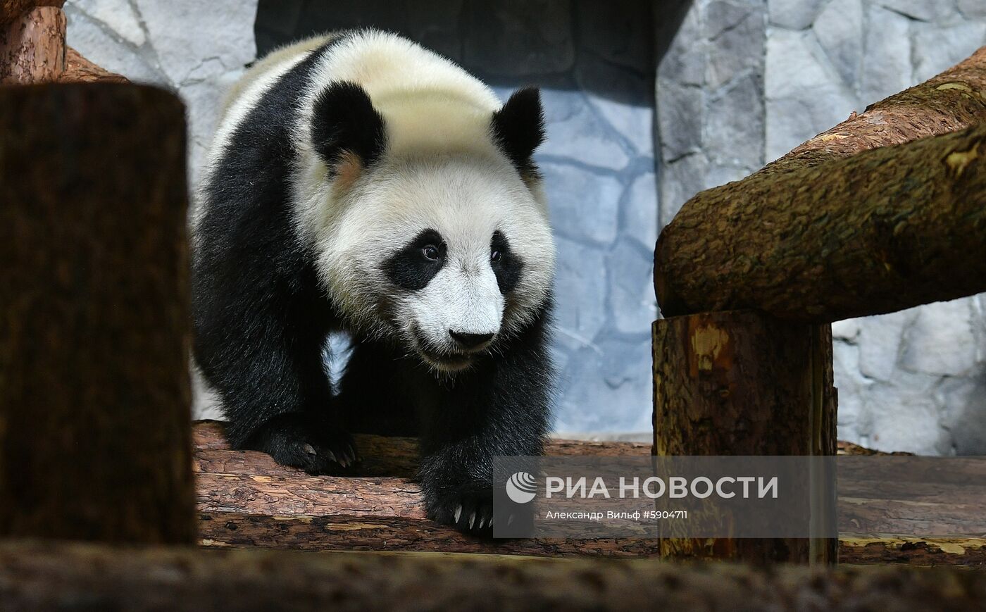 Панды в Московском зоопарке