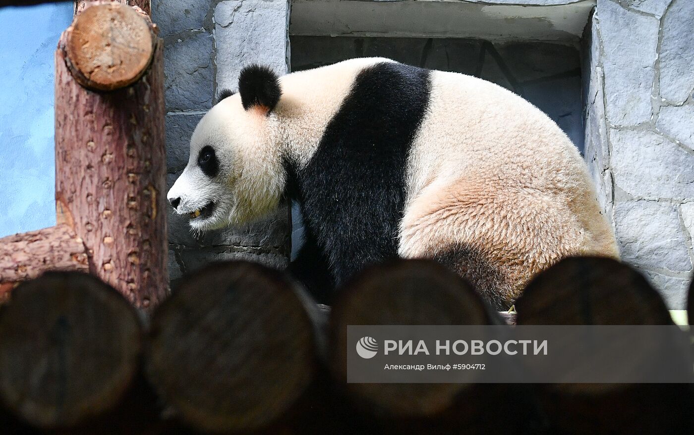 Панды в Московском зоопарке