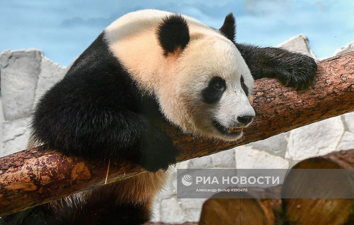 Панды в Московском зоопарке