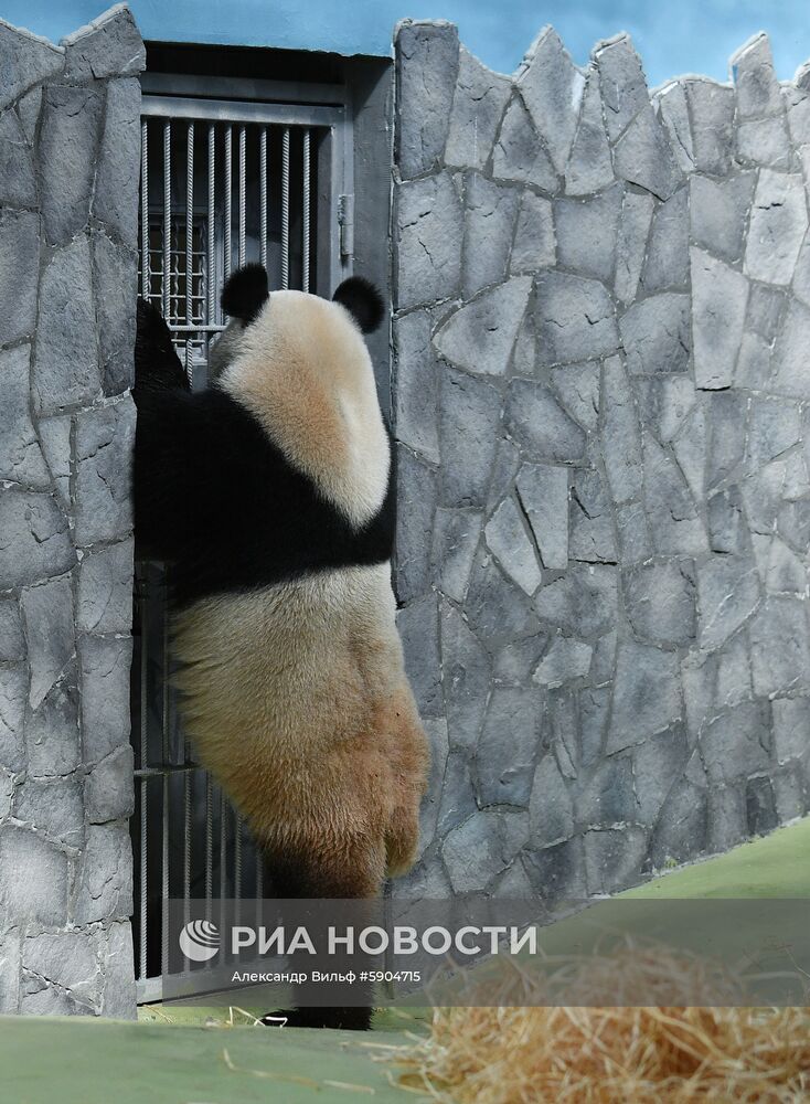 Панды в Московском зоопарке