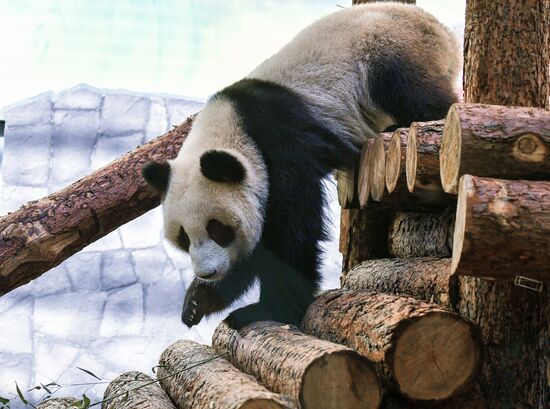 Панды в Московском зоопарке