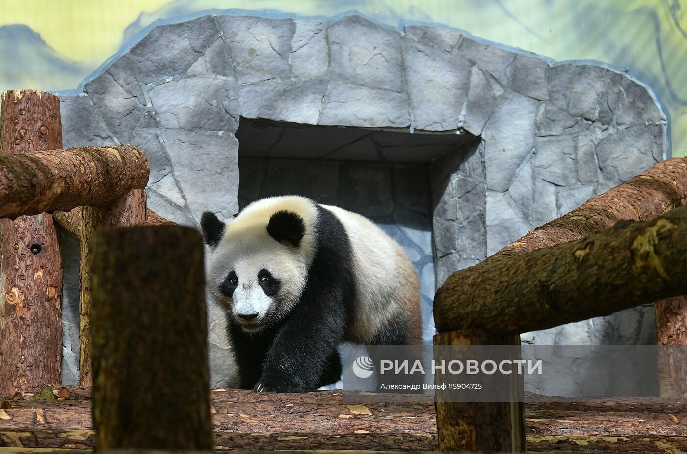 Панды в Московском зоопарке