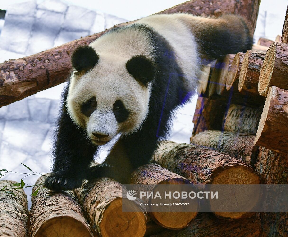 Панды в Московском зоопарке