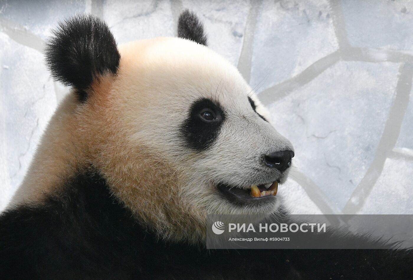Панды в Московском зоопарке