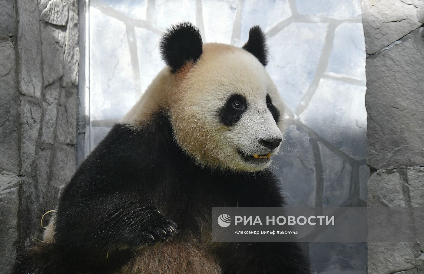 Панды в Московском зоопарке