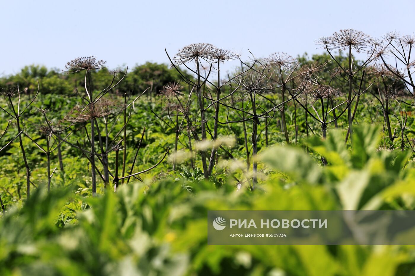 Борщевик в Подмосковье