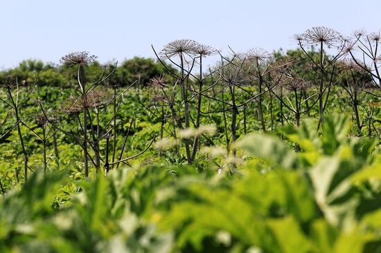 Борщевик в Подмосковье