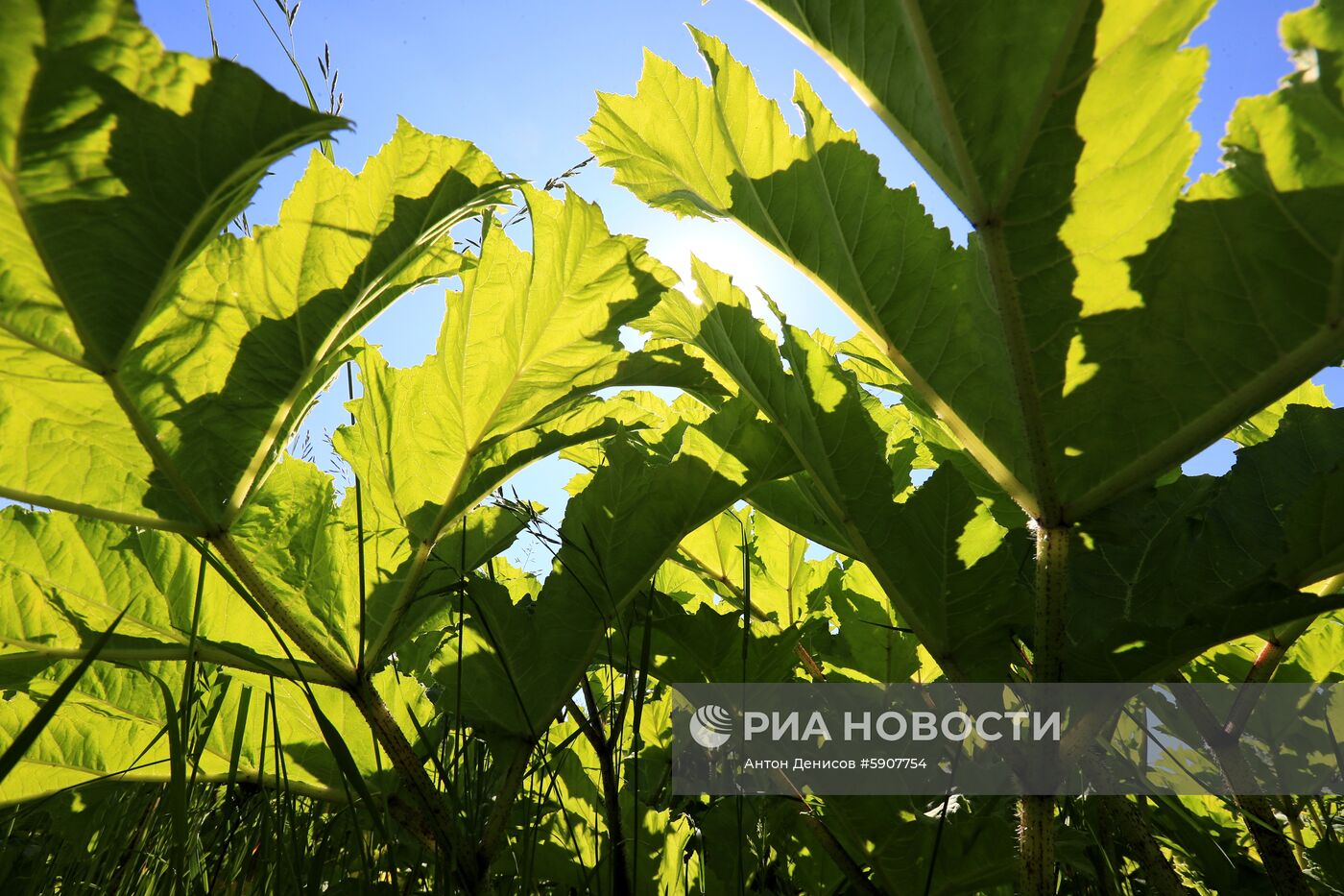 Борщевик в Подмосковье