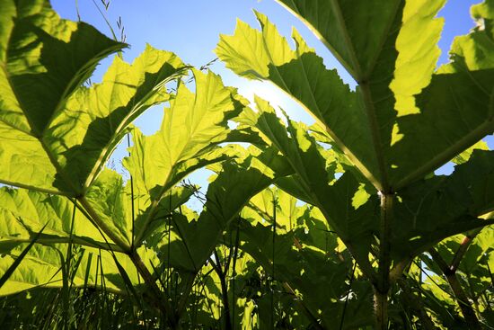 Борщевик в Подмосковье