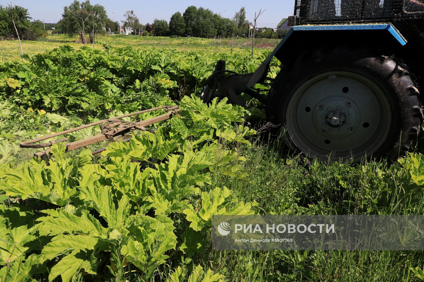 Борщевик в Подмосковье