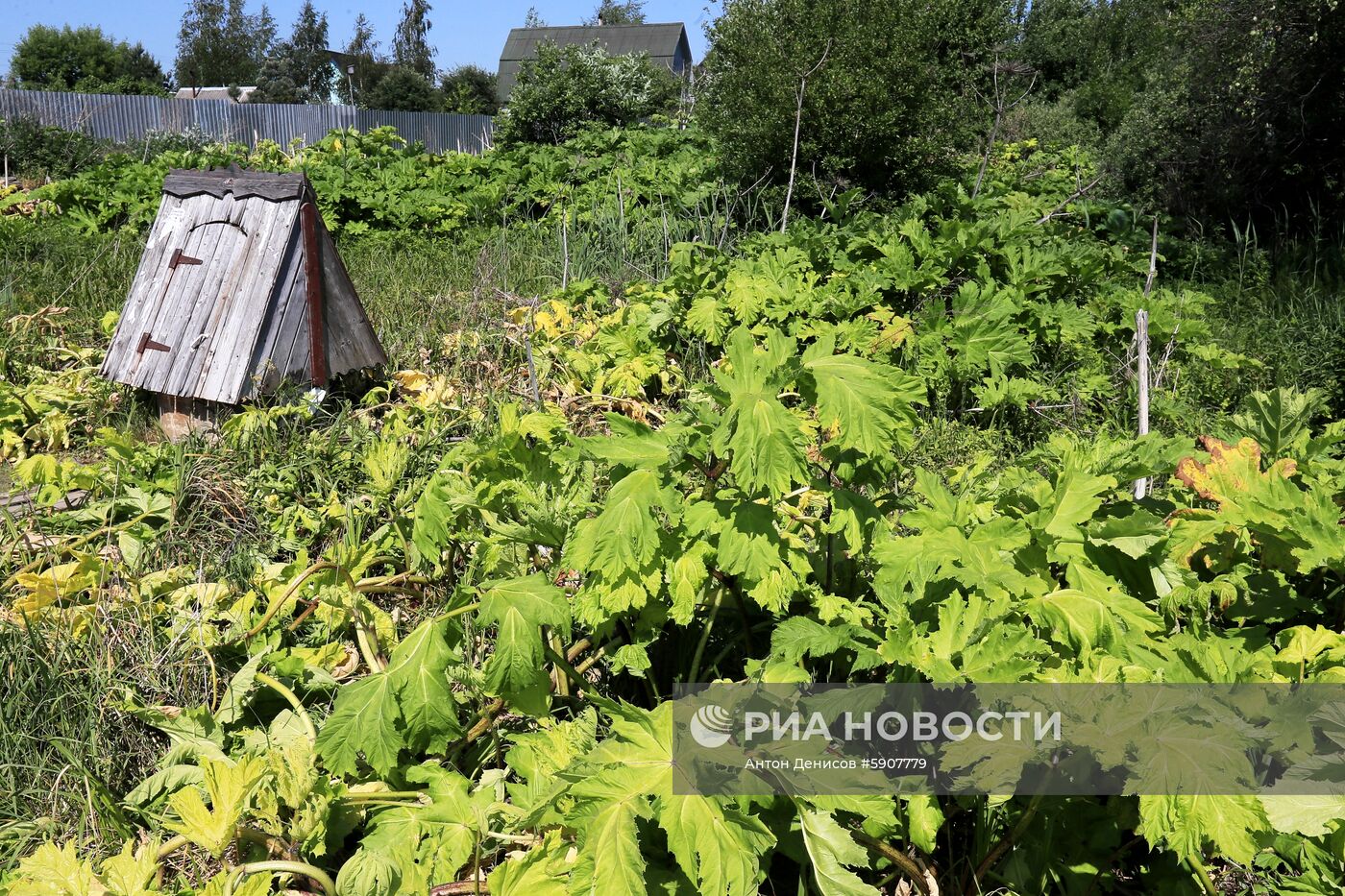 Борщевик в Подмосковье