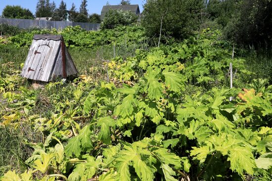 Борщевик в Подмосковье